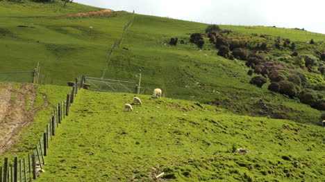 Neuseeland-Catlins-Schafe-Auf-Hügel-Mit-Zaun