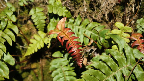 Helechos-Del-Parque-Nacional-Fiordland-De-Nueva-Zelanda