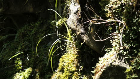 New-Zealand-Fiordland-National-Park-Grass-And-Moss