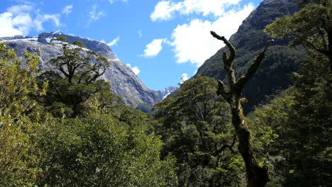 Nueva-Zelanda-Fiordland-árbol-Muerto-En-El-Bosque
