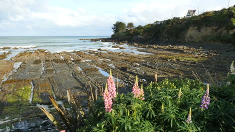 Neuseeland-Kaka-Point-Blumen-Und-Meeresterrasse-And