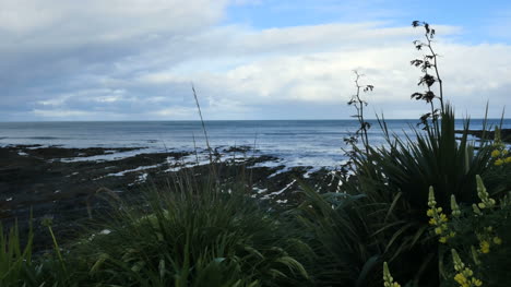 New-Zealand-Kaka-Point-Flowers-And-Tide-Pools