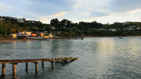 New-Zealand-Moeraki-Gulls-By-Bay