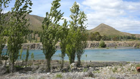 New-Zealand-River-Beyond-Trees
