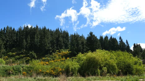 Escoba-Escocesa-Y-árboles-De-Nueva-Zelanda