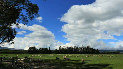 New-Zealand-Sheep-Under-Clouds