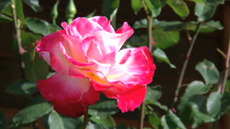 Red-And-White-Rose