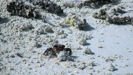 Aitutaki-Krabben-Mit-Einem-Aus-Dem-Loch