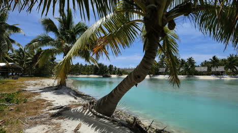 Aitutaki-Crooked-Palm-By-Channel-To-Reef