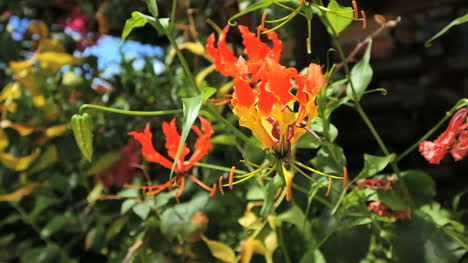Flor-Aitutaki-Roja-Y-Amarilla
