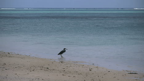 Aitutaki-Reiher-Am-Strand-Zoomt-Heraus