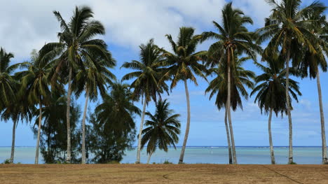 Aitutaki-Palms-Stand-In-A-Row-By-A-Lagoon