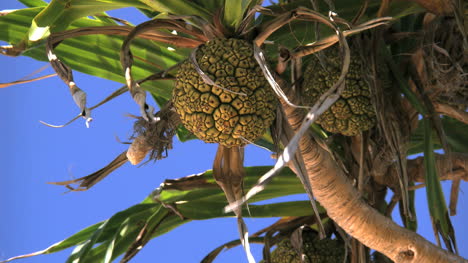 Aitutaki-Pandanus-Frucht-Weht-Im-Wind