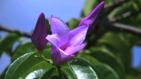 Aitutaki-Lila-Blume