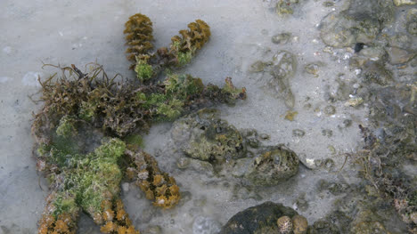 Aitutaki-Seaweed-And-Leaf