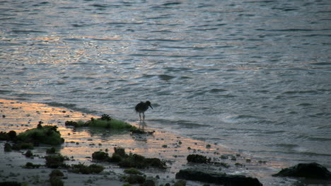 Aitutaki-Shore-Bird-Explores-In-Evening