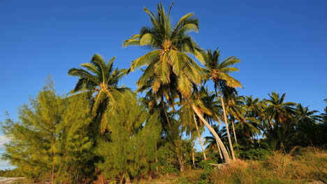 Aitutaki-Shore-Palms-En-Luz-Dorada