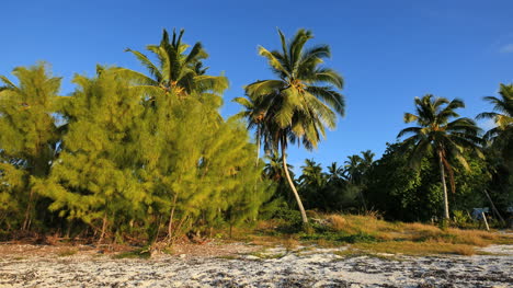 Aitutaki-Shore-Pines-And-Leaning-Palm-In-Sun