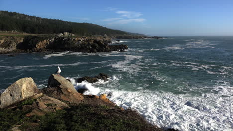 California-Gerstle-Cove-Waves-Crash-By-Gull-On-Rock-At-Salt-Point