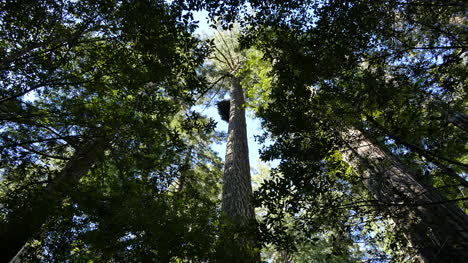 California-Redwood-National-Park-Lady-Bird-Johnson-Grove-Nach-Oben