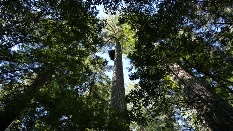 Parque-Nacional-De-La-Secoya-De-California-Lady-Bird-Johnson-Grove-Mirando-Hacia-Arriba