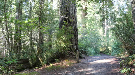 California-Redwood-National-Park-Lady-Bird-Johnson-Grove-Tilt-Up