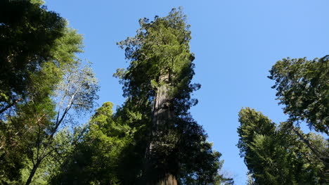 Parque-Nacional-De-La-Secoya-De-California-Lady-Bird-Johnson-Grove-Tree-Top-Y-Cielo-Azul