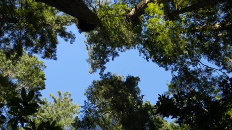 California-Redwood-National-Park-Lady-Bird-Johnson-Grove-Baumkronen-Verkleinern