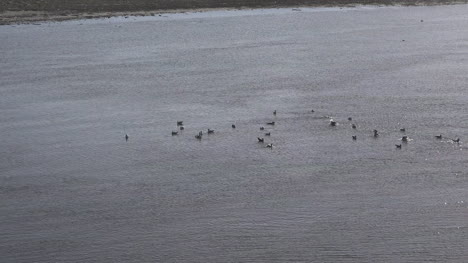 California-Salmon-Creek-Tidal-Creek-Zoomt-Auf-Vögel