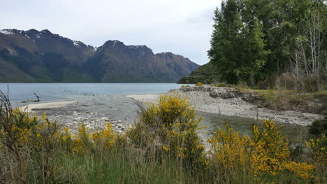 New-Zealand-Creek,-Der-Von-Besen-Gesäumt-Wird,-Tritt-In-Den-See-Ein