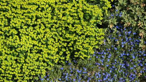 Neuseeländische-Grüne-Und-Lila-Blumenmuster
