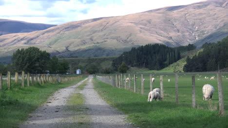 Neuseeland-Lamm-Weidet-Neben-Einem-Zaun-An-Einer-Gasse-By