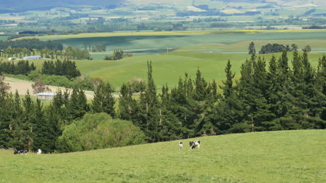 New-Zealand-Landscape-With-Trees-And-Cow