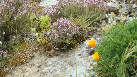 Neuseeländischer-Mohn-Und-Lila-Blumen