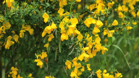 Escoba-Escocesa-De-Nueva-Zelanda-Flores