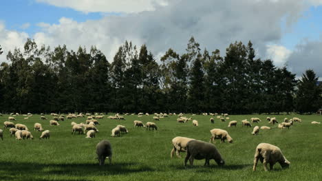 Neuseeland-Schaf-Weidepfanne