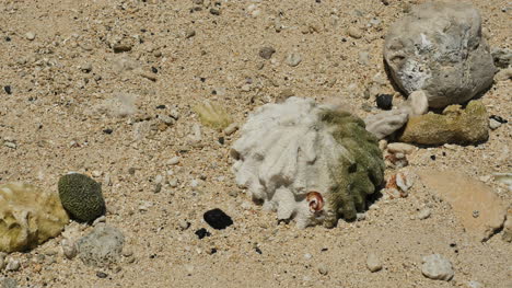 Rarotonga-Koralle-Auf-Strandsand