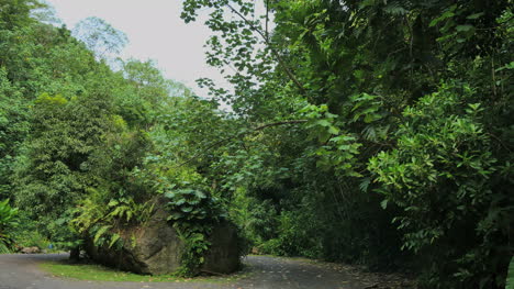Rarotonga-Wald