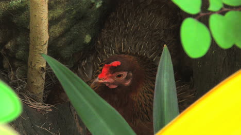 Rarotongo-Hen-Hiding