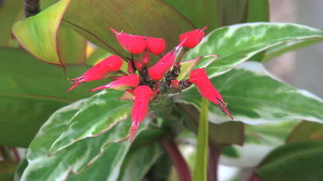 Rarotongo-Red-Flower