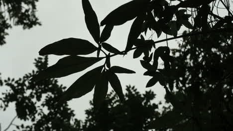 Vanuatu-Leaves-And-Grey-Sky