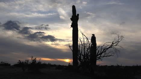 Cactus-Saguaro-De-Arizona-En-La-Noche