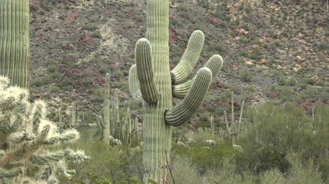 Arizona-Wappen-Von-Saguaro