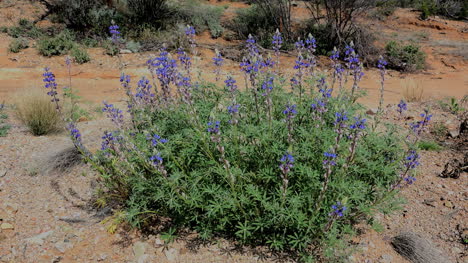 Arizona-Blaue-Motorhaubenbon