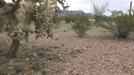 Arizona-Cholla-Kaktus-Ansichtact