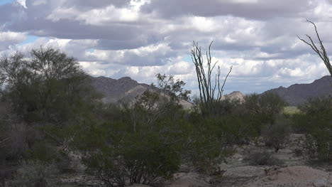 Arizona-Wüstenlandschaft-Mit-Ocotillo-Pfanne