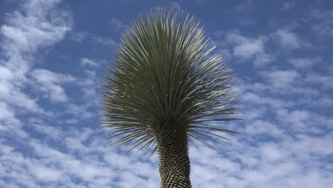 Arizona-Wüstenpflanze-Und-Wolken