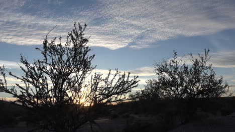 Arizona-Wüstensträucher-Und-Himmel-Zoomen-In-Richtung-Sonne-Toward