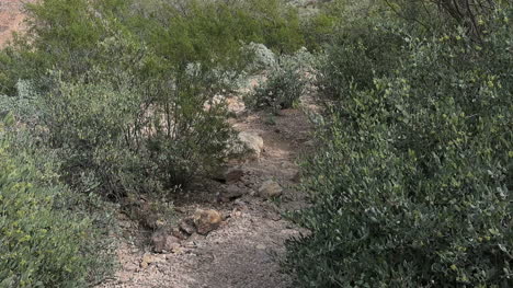 Arizona-Wüstenblick-Mit-Bogen-Nach-Oben-Kippen