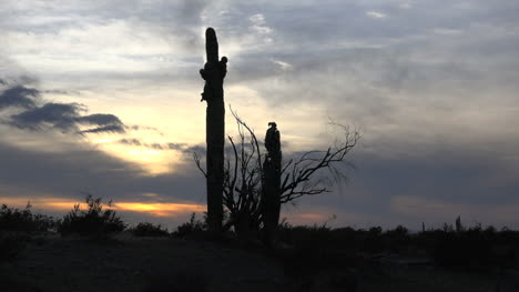 Arizona-Abend-Kaktus-Schwenken-Und-Heranzoomen-And
